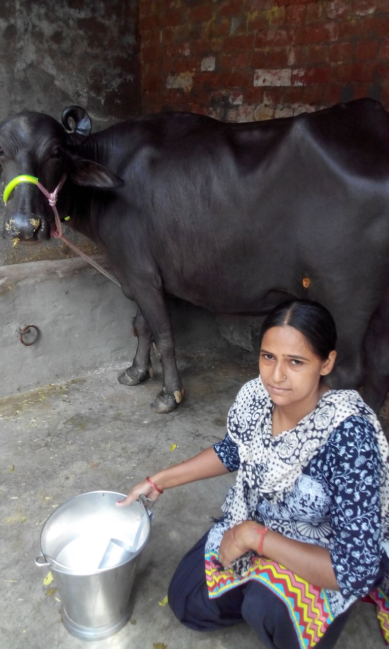 Hemlata with Buffalo